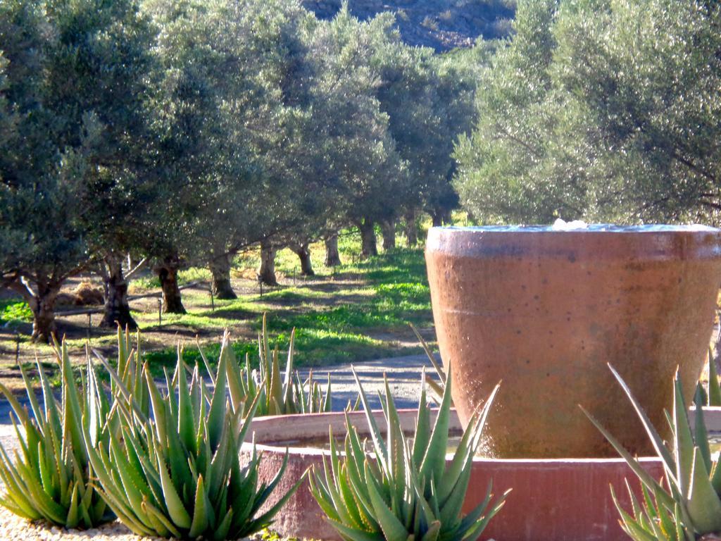 Olive Grove Guest Farm Villa Beaufort West Exterior photo